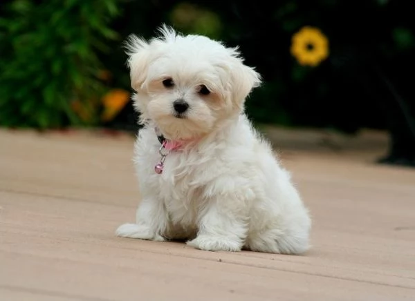 Cuccioli di Mini Toy Bichon Maltese in adozione | Foto 0