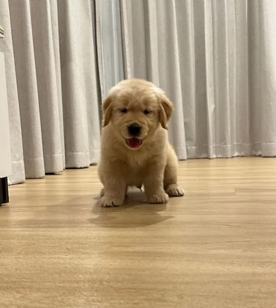 Disponibile cucciolo di Golden Retriever