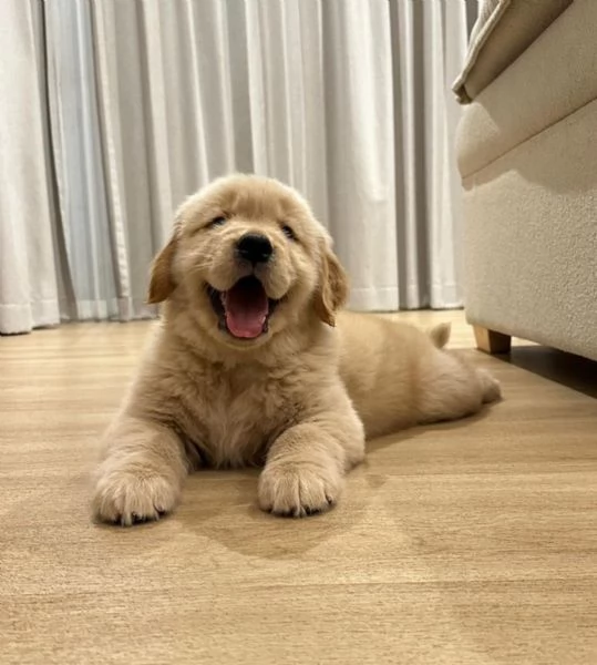 Disponibile cucciolo di Golden Retriever | Foto 0