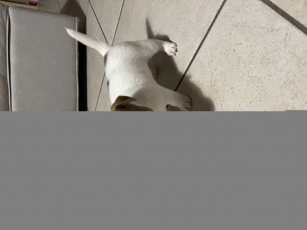 Cucciolo di jack russel