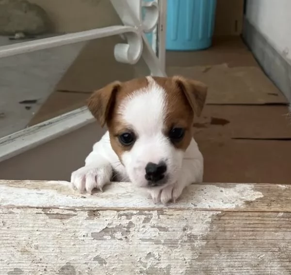 Cucciolo di jack russel | Foto 0