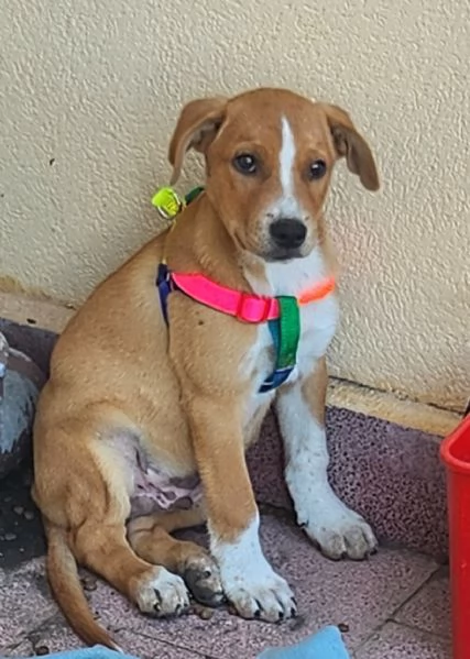 Regalassi cucciolo meticcio