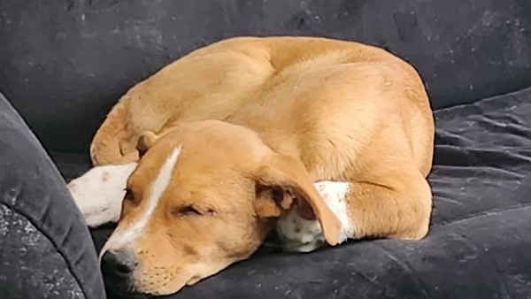 Regalassi cucciolo meticcio | Foto 1