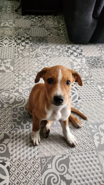 Regalassi cucciolo meticcio | Foto 0