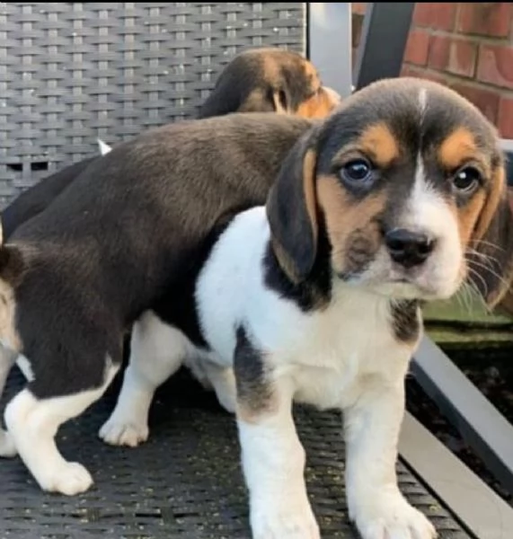 Cuccioli di Beagle