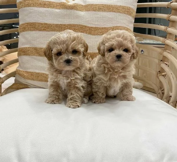 Cuccioli di Maltipoo