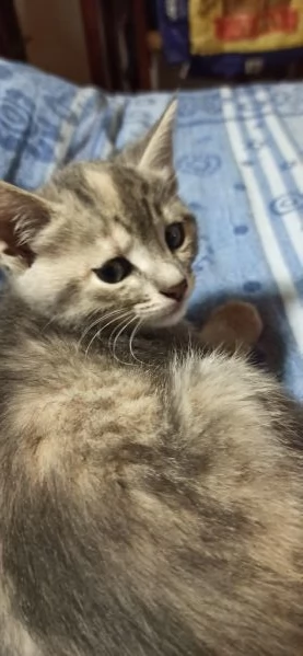 Regalo gattine nate 259 | Foto 2