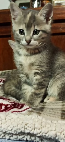 Regalo gattine nate 259 | Foto 1