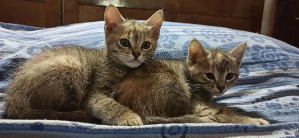 Regalo gattine nate 259 | Foto 0