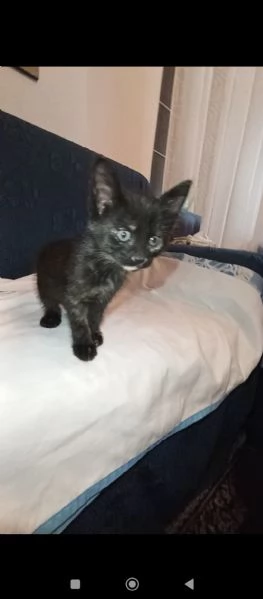 Piuma egrave rimasta da sola mentre suo fratello e sua sorella hanno trovato famiglia 