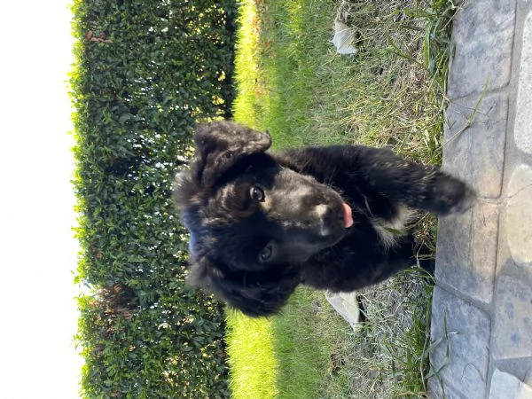 Cucciolo da Pastore Australiano e del Lagorai | Foto 6