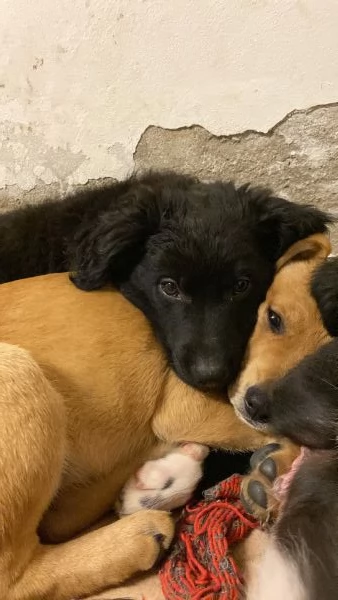 Cucciolo da Pastore Australiano e del Lagorai