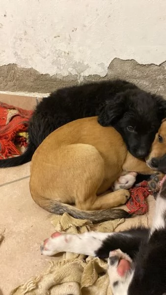 Cucciolo da Pastore Australiano e del Lagorai | Foto 5