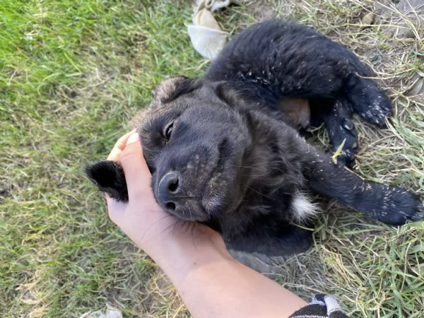 Cucciolo da Pastore Australiano e del Lagorai | Foto 4