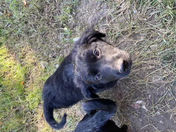 Cucciolo da Pastore Australiano e del Lagorai | Foto 3