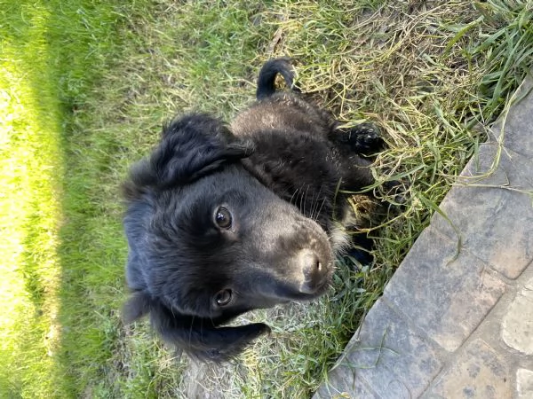 Cucciolo da Pastore Australiano e del Lagorai | Foto 2