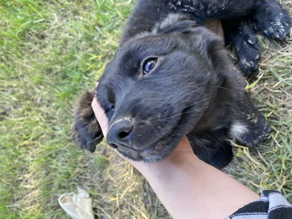 Cucciolo da Pastore Australiano e del Lagorai | Foto 1