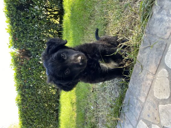 Cucciolo da Pastore Australiano e del Lagorai | Foto 0