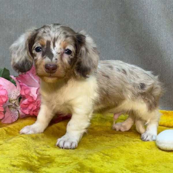 Cuccioli Speciali per Famiglie Uniche | Foto 1