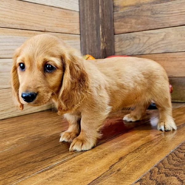 Cuccioli Speciali per Famiglie Uniche