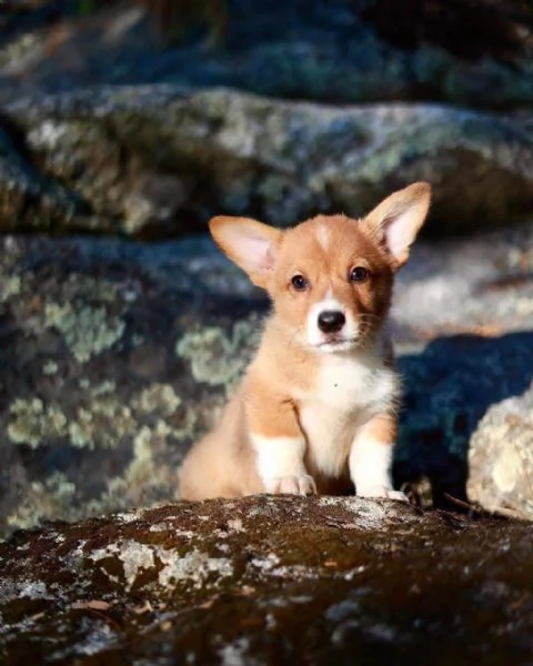 Welsh corgi Cuccioli Maschio e Femmina