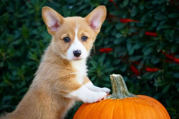 Welsh corgi Cuccioli Maschio e Femmina | Foto 0