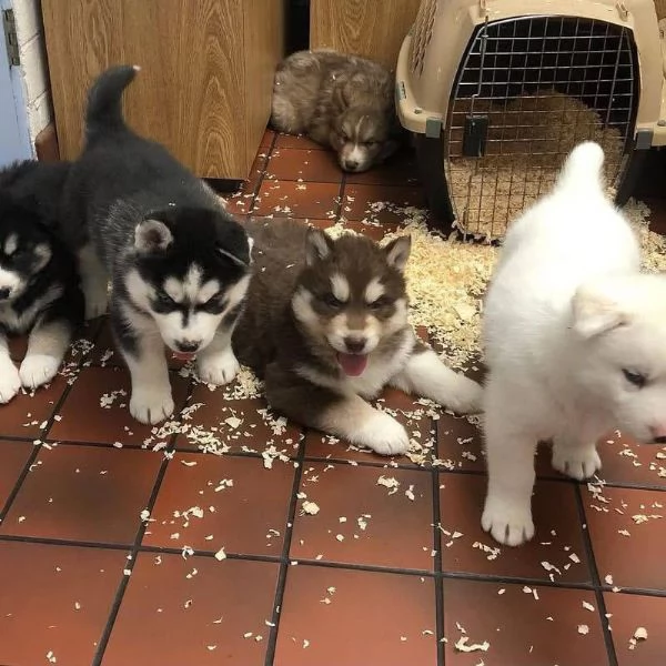 Husky maschio e femmina per ladozione sono 3 mesi di etagrave 