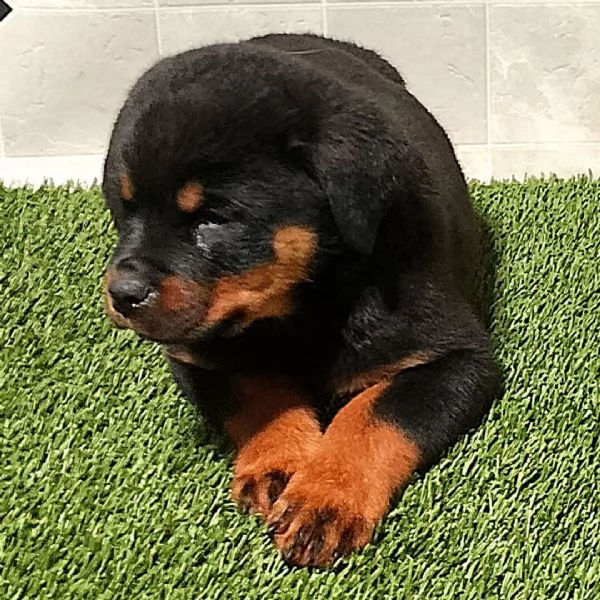 Rottweiler maschio e femmina per ladozione sono 3 mesi di etagrave 