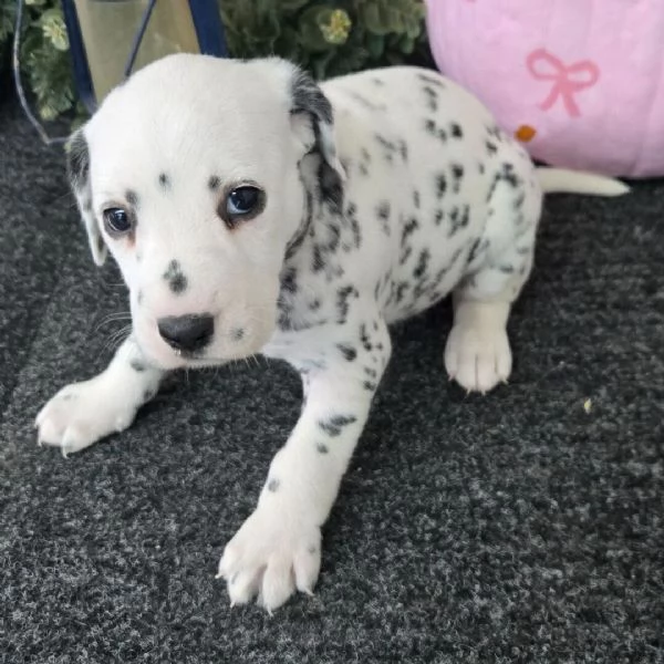 Dalmata maschio e femmina per ladozione sono 3 mesi di etagrave 