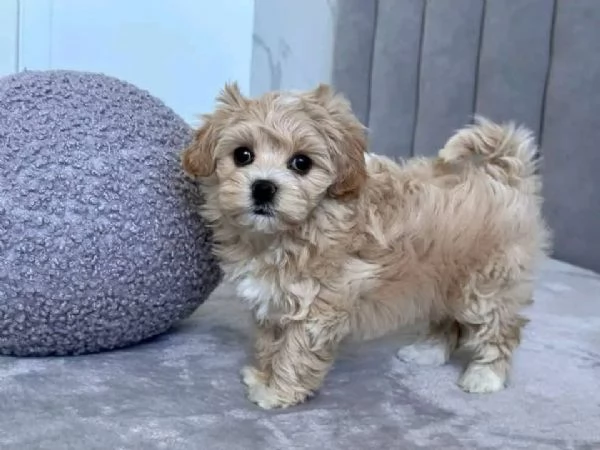 REGALO MALTIPOO Pedigree ENCI  Microchip  Certificato sanitario  Trasferimenti di proprietagrave