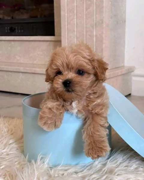 REGALO MALTIPOO Pedigree ENCI  Microchip  Certificato sanitario  Trasferimenti di proprietagrave | Foto 0