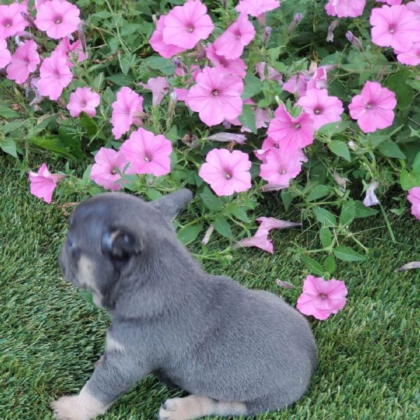 Bulldog Francese cuccioli maschio e femmina