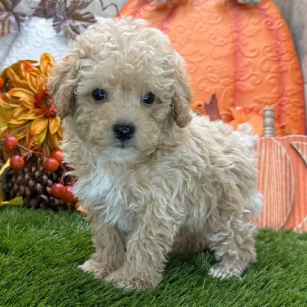LBarboncino Toy cuccioli maschio e femmina