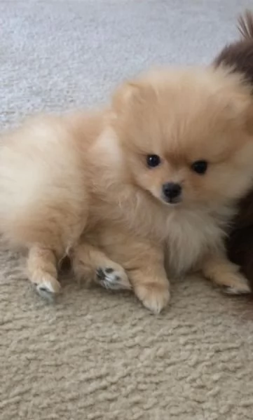 Pomeranian Toy cuccioli maschio e femmina | Foto 0