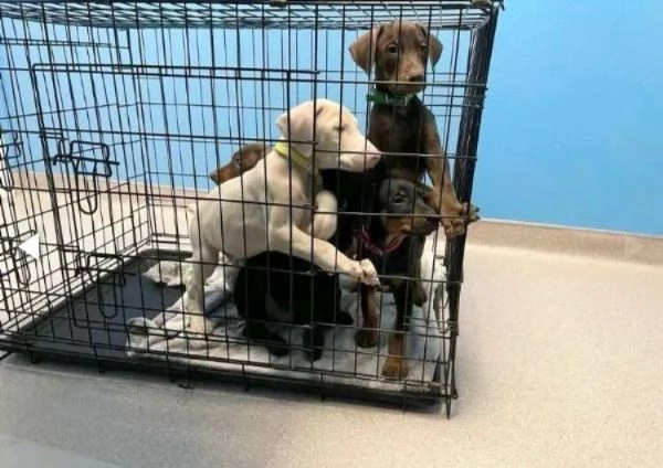 dolce cucciolo di doberman con Pedigree ENCI | Foto 0