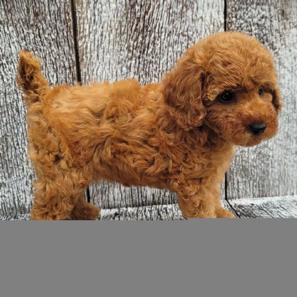  Disponibili CUCCIOLO Barboncino toy con Pedigree ENCI