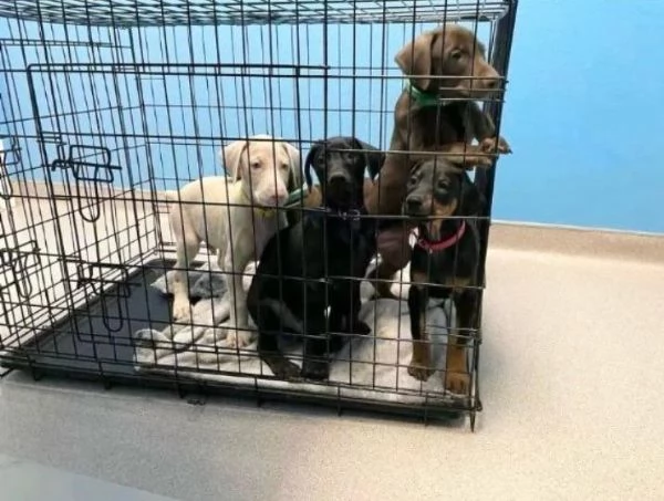 dolce cucciolo di doberman con Pedigree ENCI