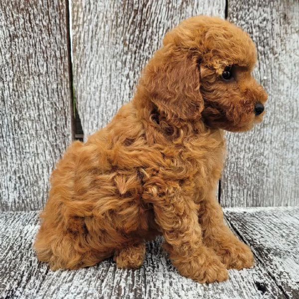  Disponibili CUCCIOLO Barboncino toy con Pedigree ENCI | Foto 0