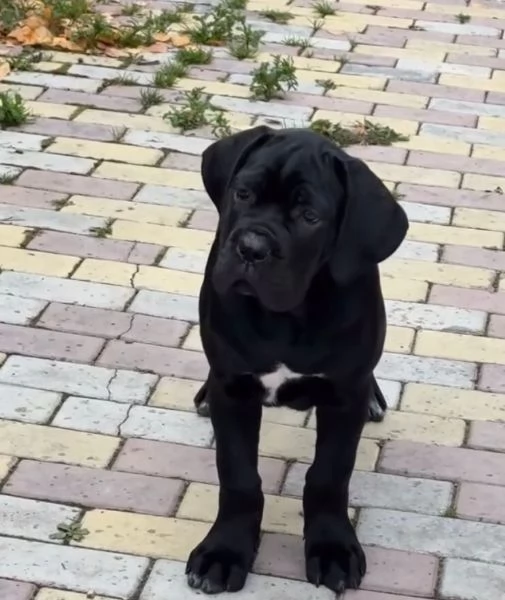 Cane Corso cuccioli maschio e femmina