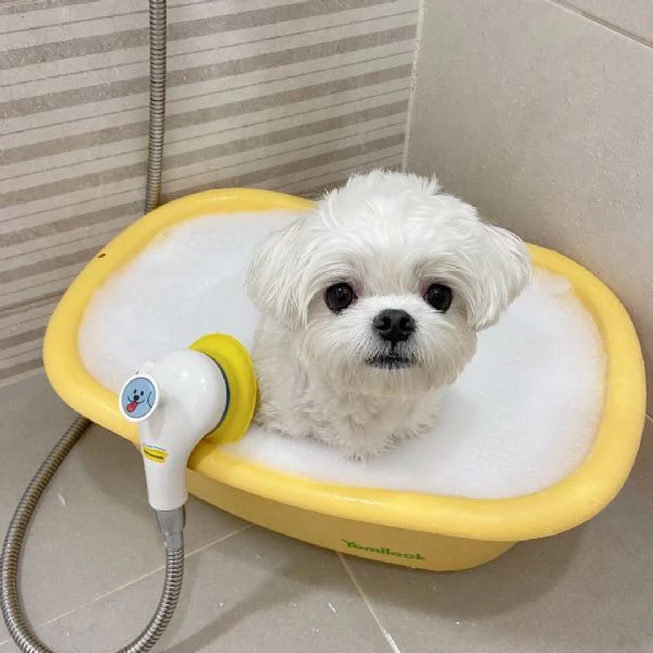 Maltese Toy cuccioli maschio e femmina | Foto 1