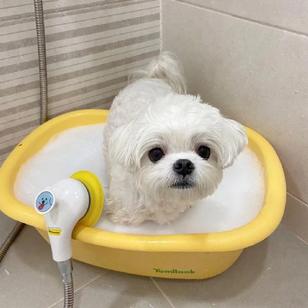 Maltese Toy cuccioli maschio e femmina