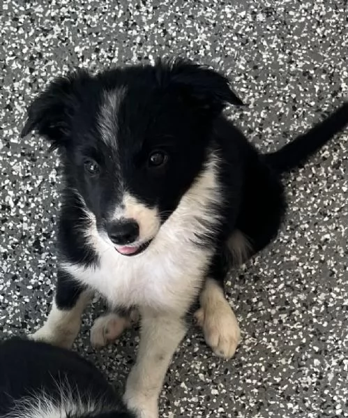 Border collie cuccioli maschio e femmina