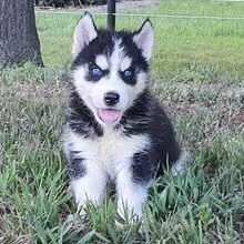 Siberian Husky cuccioli maschio e femmina