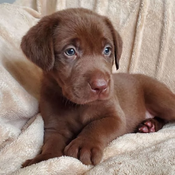 Labrador cuccioli maschio e femmina