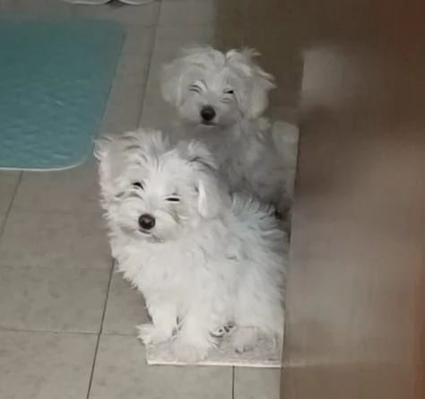 Cuccioli disponibili 