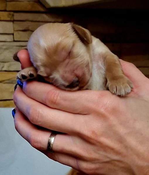 Cuccioli di Cocker Spaniel 