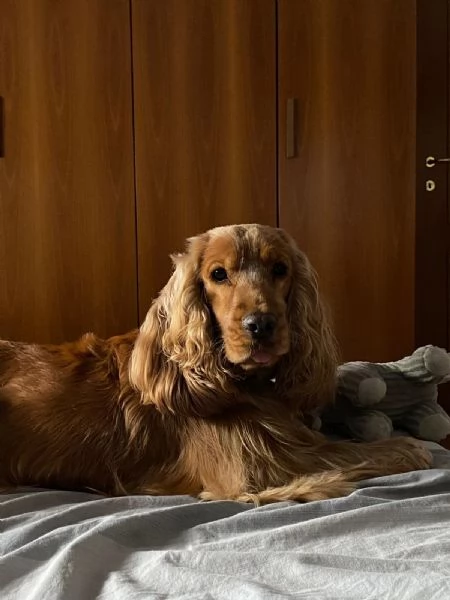 Cuccioli di Cocker Spaniel  | Foto 4