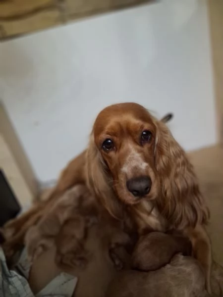 Cuccioli di Cocker Spaniel  | Foto 2