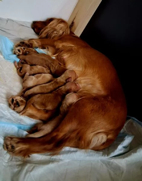 Cuccioli di Cocker Spaniel  | Foto 0
