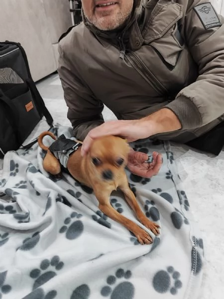 Cane Chihuahua pelo corto fulvo guinzaglio traversina 14 mesi  perfetto | Foto 6